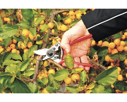 Jardinage : une main coupe une branche avec un sécateur