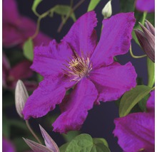 Gros plan d''une fleur de clématite violette.
