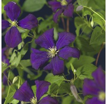 Gros plan sur des fleurs de clématite violettes avec des feuilles vertes