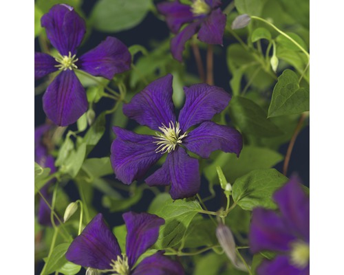 Clématite italienne FloraSelf Clematis viticella 'Etoile Violette' H 50-70 cm Co 2,3 L Clématite italienne FloraSelf Clematis viticella 'Etoile Violette' H 50-70 cm Co 2,3 L