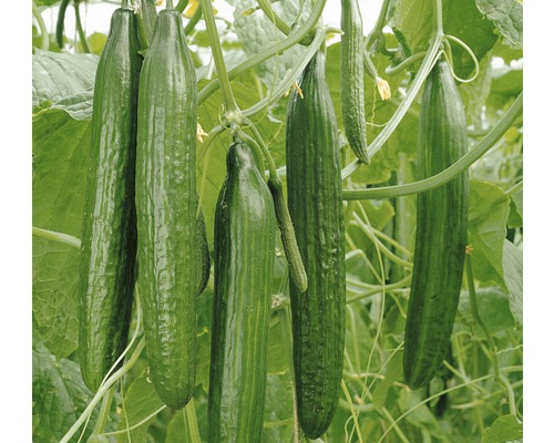 Mehrere Salatgurken an einer Pflanze