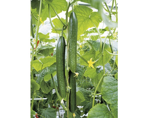 Gurkenpflanze mit reifen Gurken und Blüten