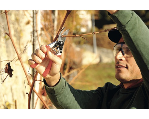 Une personne coupe une vigne avec un sécateur.