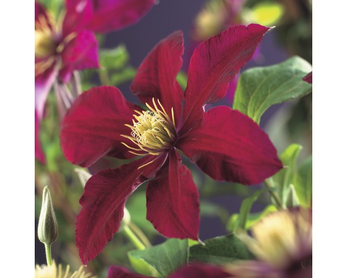 Clématite à grosses fleurs FloraSelf Clematis Hybride 'Niobe' H 50-70 cm Co 2,3 L