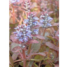 Heidegünsel FloraSelf Ajuga reptans 'Atropurpurea' H 5-20 cm Co 0,5 L
