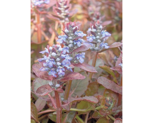 Bugle à feuilles rouges FloraSelf Ajuga reptans 'Atropurpurea' h 5-20 cm Co 0,5 l Bugle rampant avec des fleurs bleu-violet et des feuilles vert foncé.