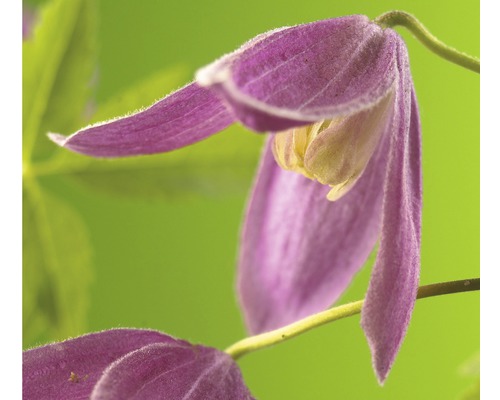 Clématite des Alpes FloraSelf Clematis alpina 'Ruby' H&nbsp;50-70&nbsp;cm Co 2,3&nbsp;L