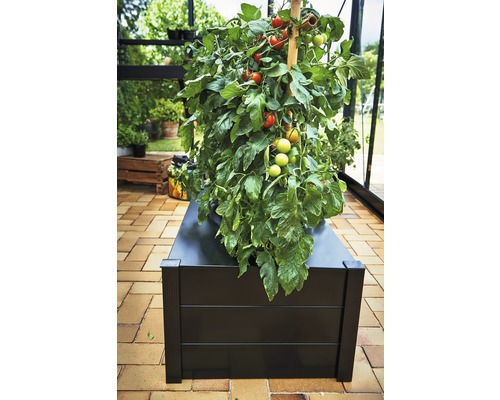 Tomatenpflanze in einem schwarzen Pflanzkasten im Gewächshaus