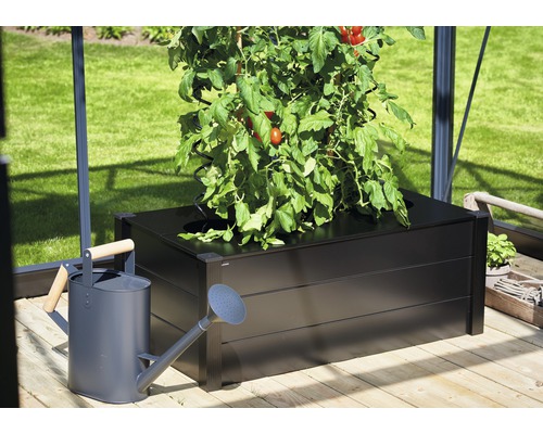 Hochbeet mit Tomatenpflanze und Giesskanne im Gewächshaus