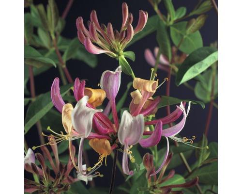 Chèvrefeuille FloraSelf Lonicera periclymenum 'Serotina' H 50-70 cm Co 2,3 l Gros plan sur des fleurs de chèvrefeuille parfumées