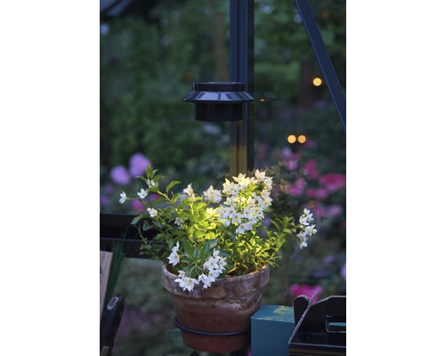 Pot de fleurs avec plante fleurie sous une lampe solaire dans le jardin