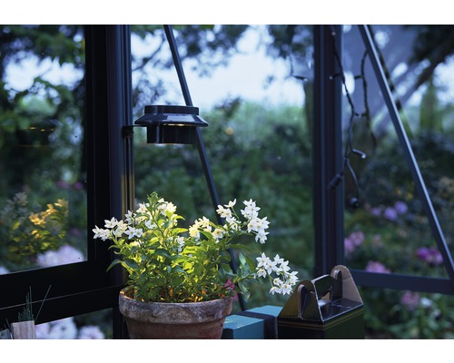 Vue de serre avec plante en pot sous une lampe de serre