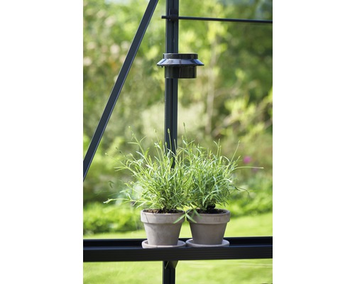 Deux pots avec des plantes dans une serre.