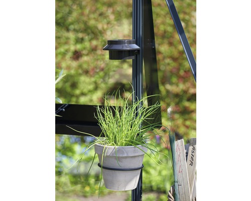 Ciboulette dans un pot, fixée à une serre