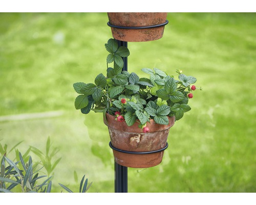 Erdbeeren wachsen in einem Topf auf einer Pflanzsäule.