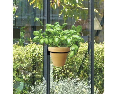 Basilikumtopf mit Saugnapf an einer Fensterscheibe befestigt