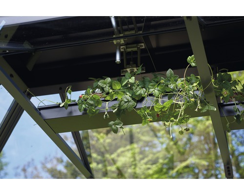Vue intérieure d''une serre avec des plants de fraises dans un récipient.