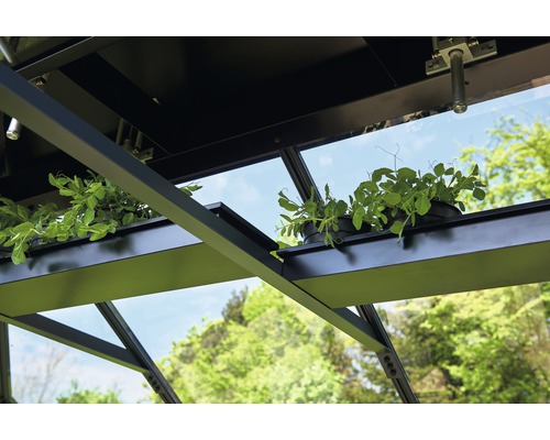 Vue intérieure d''une serre avec des plantes sur des étagères