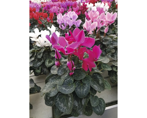 Cyclamen plante en pot avec différentes couleurs
