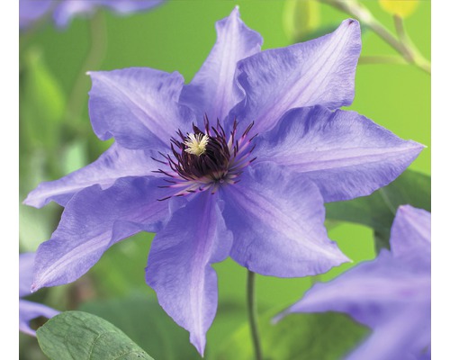 Waldrebe FloraSelf Clematis-Cultivars 'Königskind' H 50-70 cm Co 2,3 L Waldrebe FloraSelf Clematis-Cultivars 'Königskind' H 50-70 cm Co 2,3 L