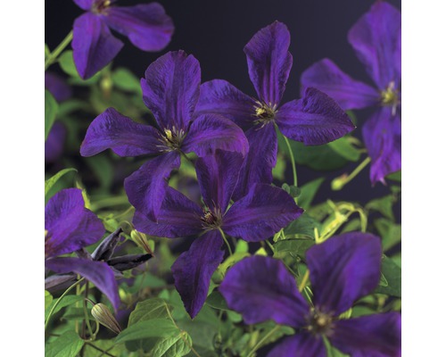 Clématite italienne FloraSelf Clematis viticella 'Polish Spirit' H 50-70 cm Co 2,3 L Clématite italienne FloraSelf Clematis viticella 'Polish Spirit' H 50-70 cm Co 2,3 L