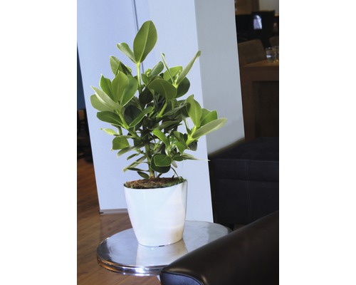 Zimmerpflanze mit grünen Blättern in einem weißen Topf auf einem Beistelltisch