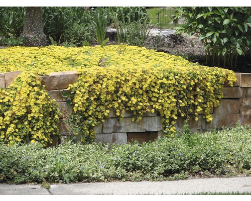 Steinmauer mit gelb blühenden Pflanzen im Garten