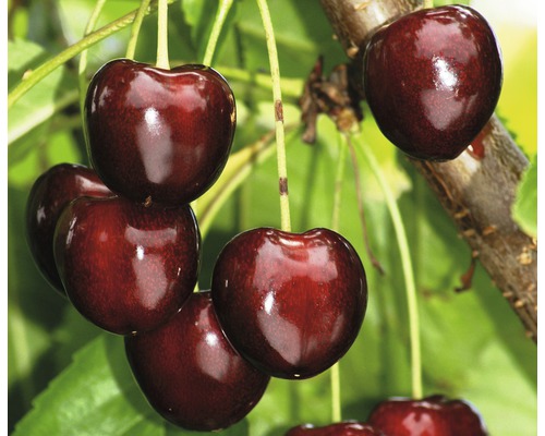 Cerisier SWEETHEART Sumtare CO 10, 140-170 cm Cerisier SWEETHEART Sumtare CO 10, 140-170 cm