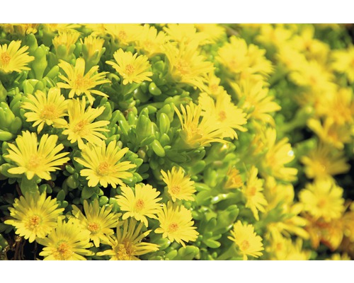 Nahaufnahme einer Delosperma nubigenum Pflanze mit gelben Blüten.