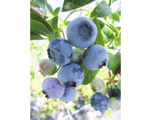 Nahaufnahme von reifen Blaubeeren an einer Pflanze