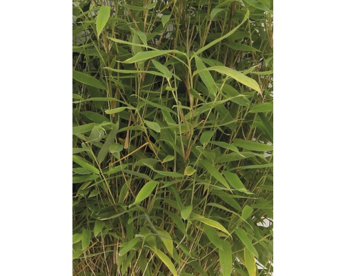 Bambuspflanze mit grünen Blättern