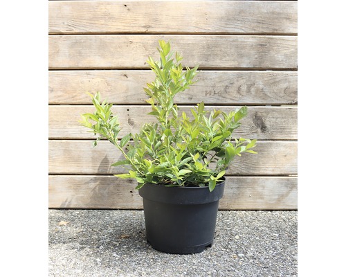 Heidelbeerpflanze im Topf