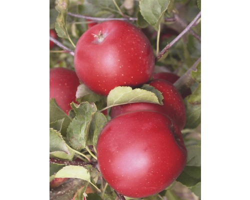 Apfel SUMMERRED FloraSelf CO 7.5, 140-160 cm