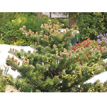 Sapin coréen FloraSelf Abies koreana 'Molli' H 15-20 cm Co 2 L