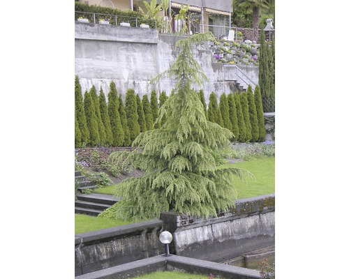 Blauer Atlaszeder Baum im Garten