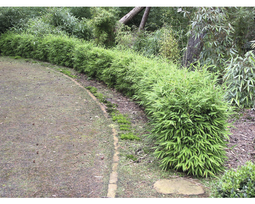 Reihe grüner Bambuspflanzen im Garten