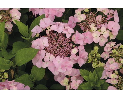 Hortensia à fleurs plates FloraSelf Hydrangea macrophylla H 30-40 cm Co 5 L Gros plan d''une fleur d''hortensia rose