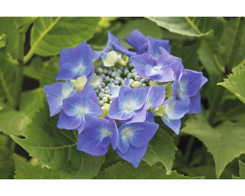 Hortensia à fleurs plates FloraSelf Hydrangea macrophylla H 30-40 cm Co 5 L Gros plan d''une fleur d''hortensia bleue