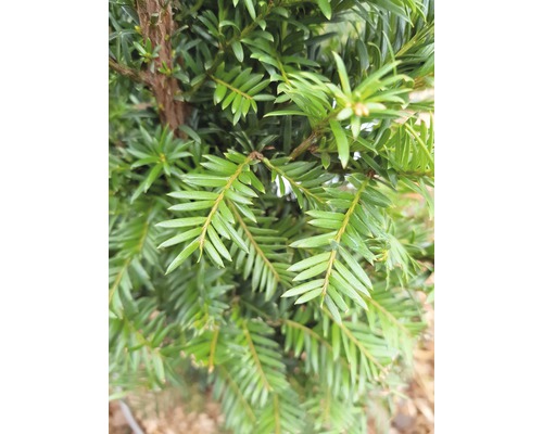 Gros plan d''un if avec des aiguilles vertes.