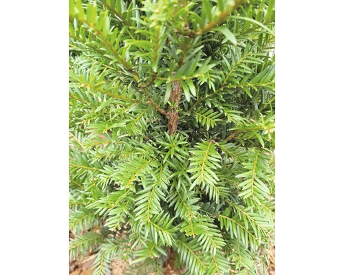 Gros plan d''un if avec des aiguilles