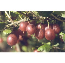 Stachelbeere Dr.Bauers® Rokula Stamm früh, 120-150 cm rot