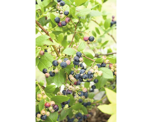 Blaubeerstrauch mit reifen und unreifen Früchten