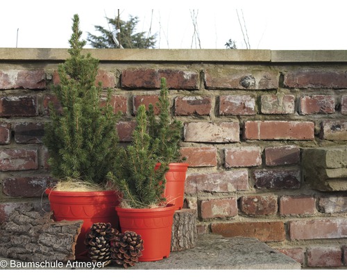Trois épicéas dans des pots devant un mur de briques.