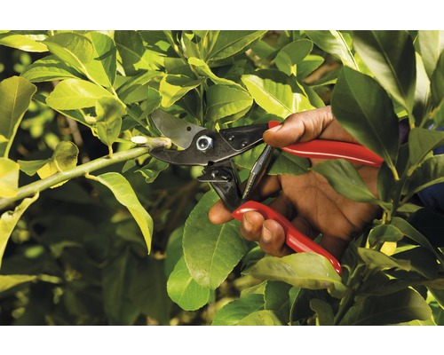 Gartenarbeit: Astschere im Einsatz an einem Strauch