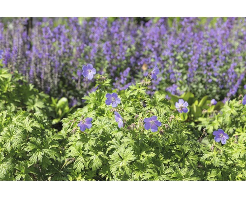 Géranium FloraSelf Geranium 'Johnson's Blue' h 10-40 cm Co 0,5 l