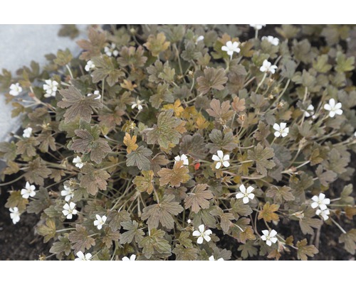 Géranium FloraSelf Geranium sessiliflorum 'Sanne' h 5-20 cm Co 0,5 l