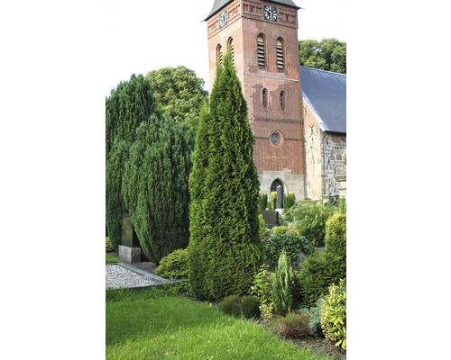 Im Bild sind Zypressen vor einer Kirche zu sehen.