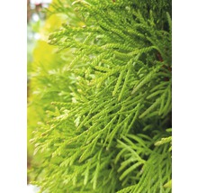 Smaragd-Lebensbaum 30-40 cm-thumb-3
