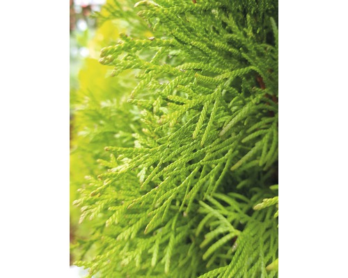 Nahaufnahme von Thuja-Zweigen