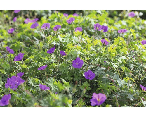 Storchschnabel FloraSelf Geranium 'Tiny Monster' H 5-20 cm Co 0,5 L